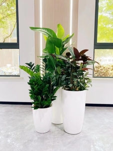 热门的宁波绿植出租方案，你不容错过！